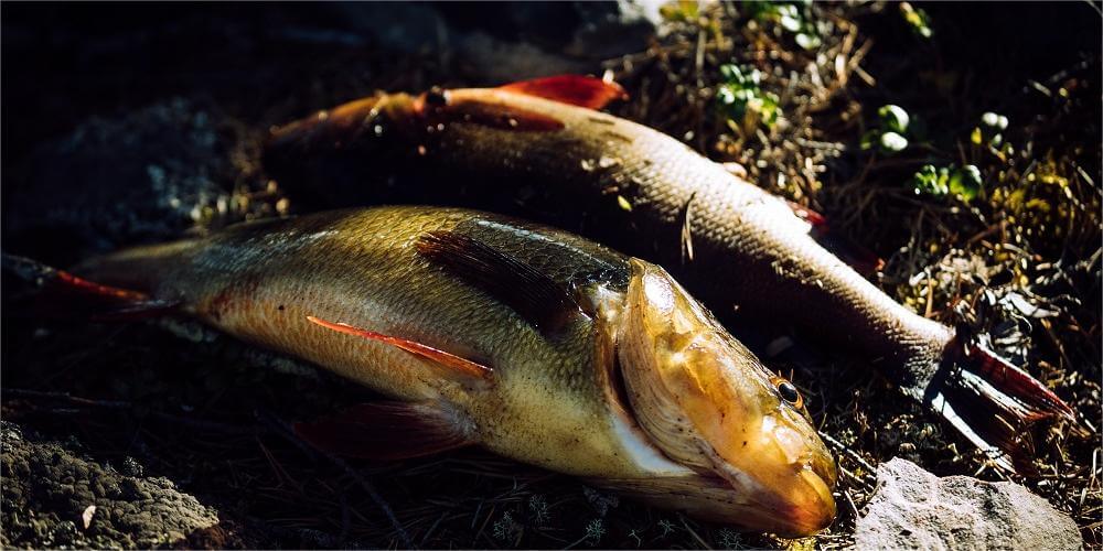 Hawaiian Fishing Reports