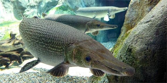 The alligator gar is a prehistoric-looking