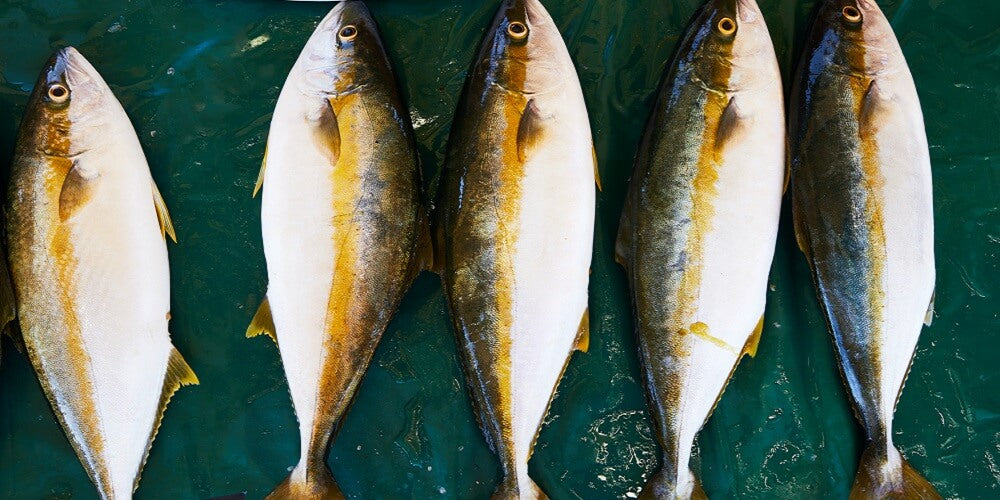 Latest Ontario Fishing Reports