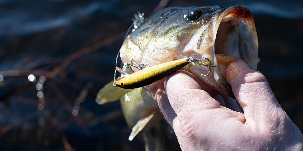 5 Best Bass Baits for Beginners in 2023