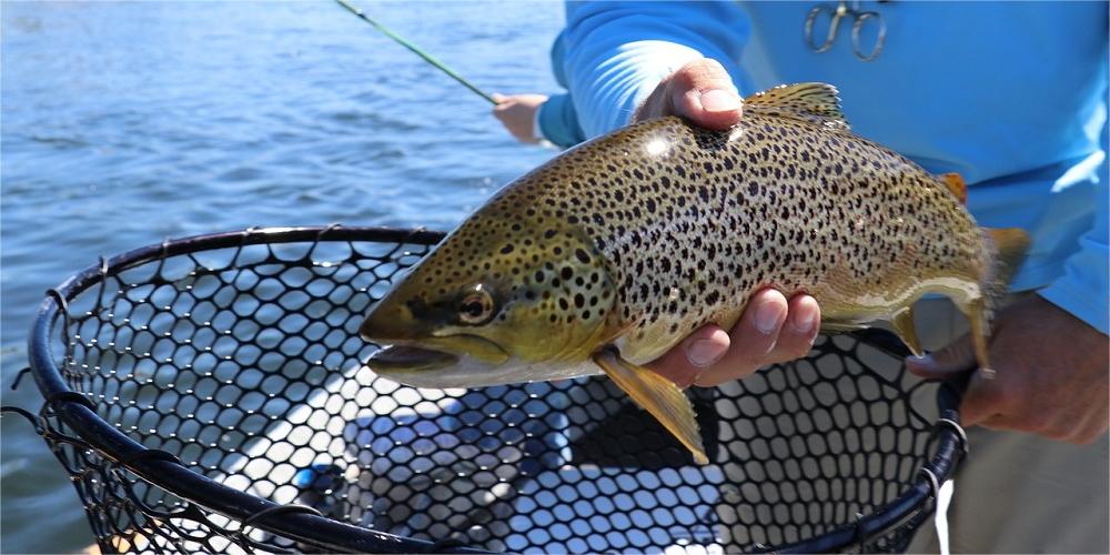 Trout Fishing Tips For Beginners